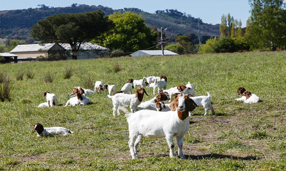 Goat Farming